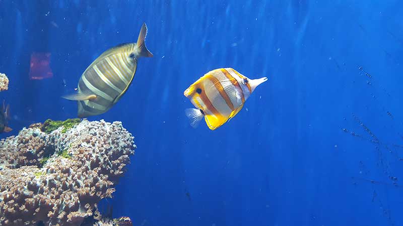 London Zoo ZSL Acvariu