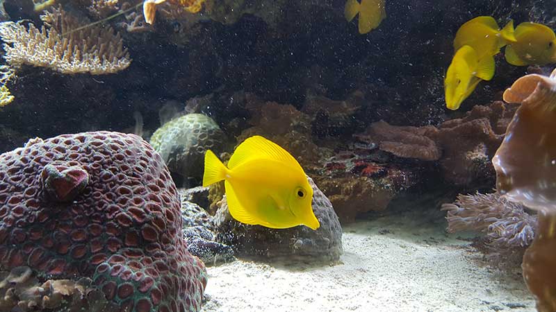 London Zoo ZSL Acvariu