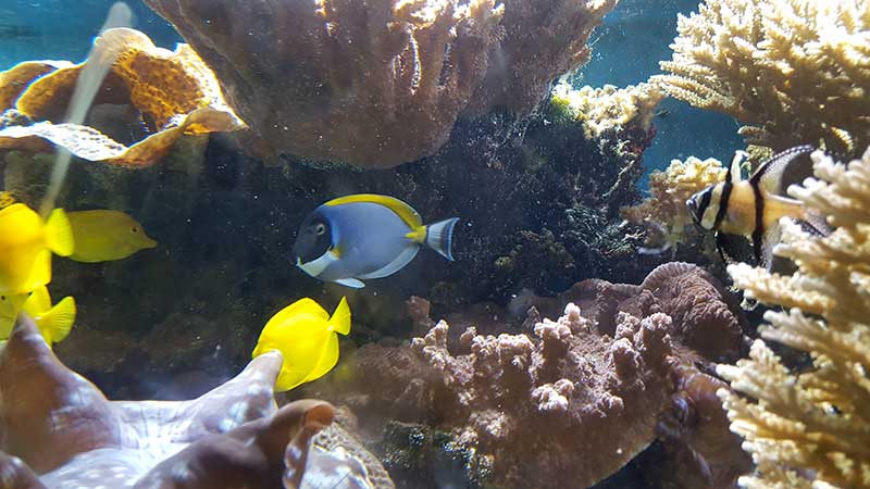 London Zoo ZSL Acvariu