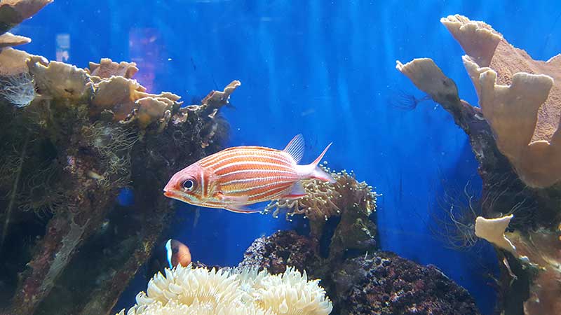 London Zoo ZSL Acvariu