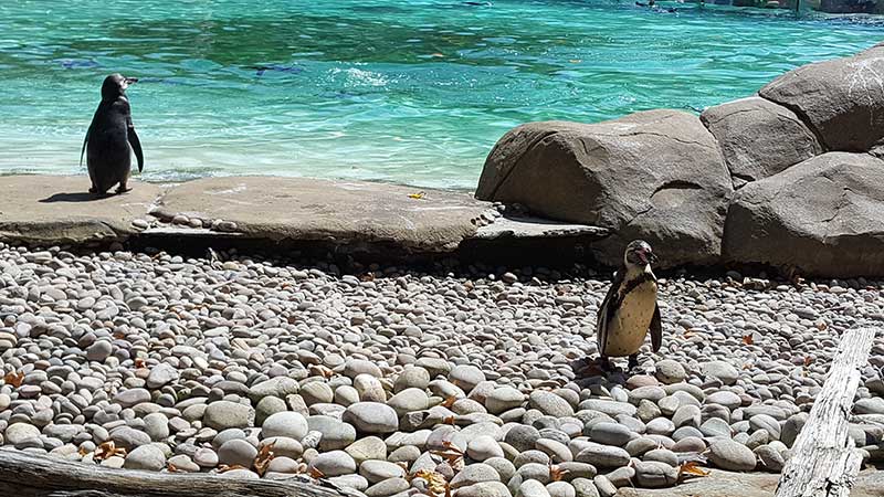 London Zoo ZSL Pinguini