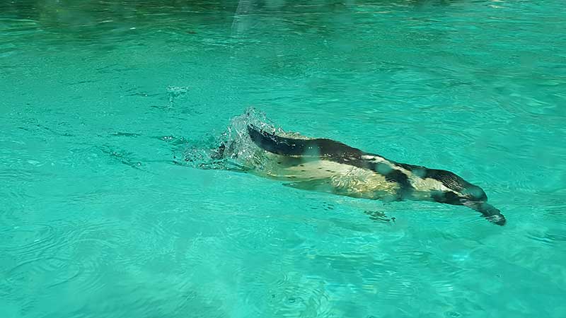 London Zoo ZSL Pinguini